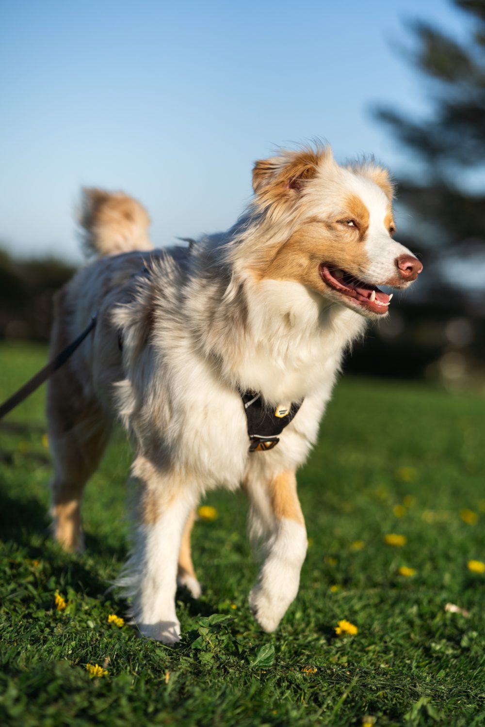 Woolly Wolf - Sea to Summit Sele